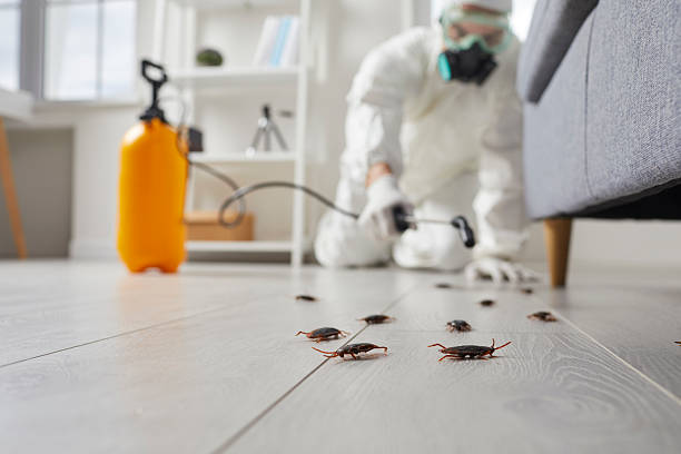 Post-Treatment Bed Bug Interceptor Monitoring in South Weber